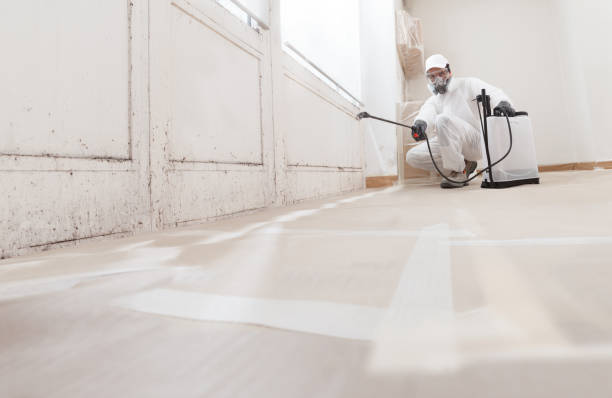 Black mold remediation team in Millington